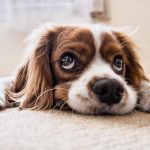 Dog lying on the floor looking listless, a common sign of IBD in dogs