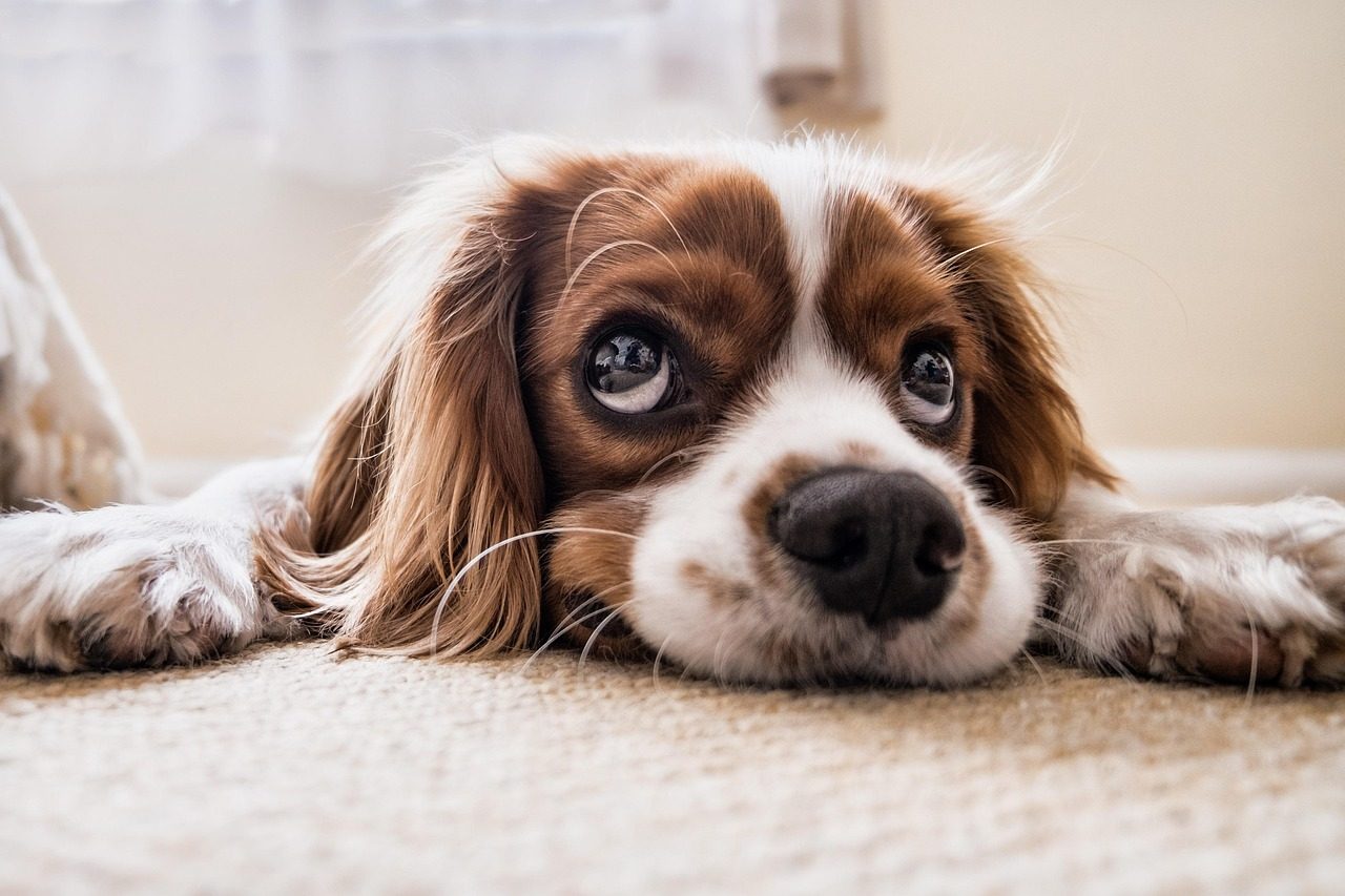 IBD in Dogs: Symptoms, Diet, and Why Bella’s Story Isn’t Unique